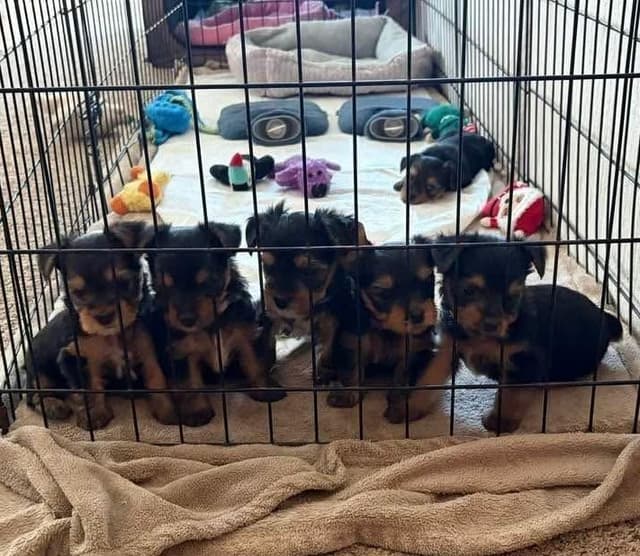 Yorkshire Terrier Puppies media 2