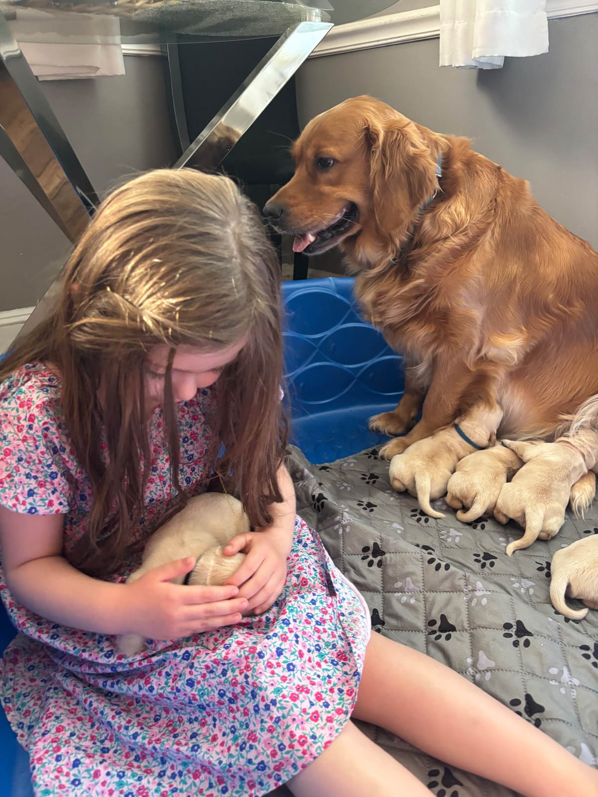 610-453-0891  Beautiful AKC  Golden Retrievers $1700 breeder image 3