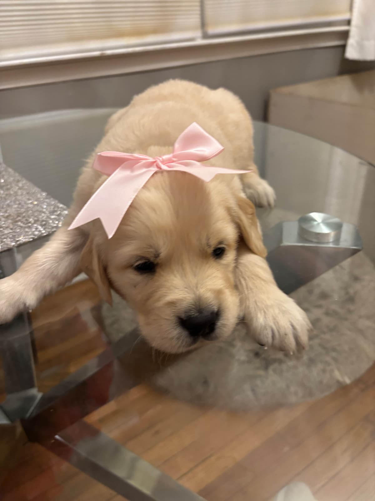 610-453-0891  Beautiful AKC  Golden Retrievers $1700 breeder image 4