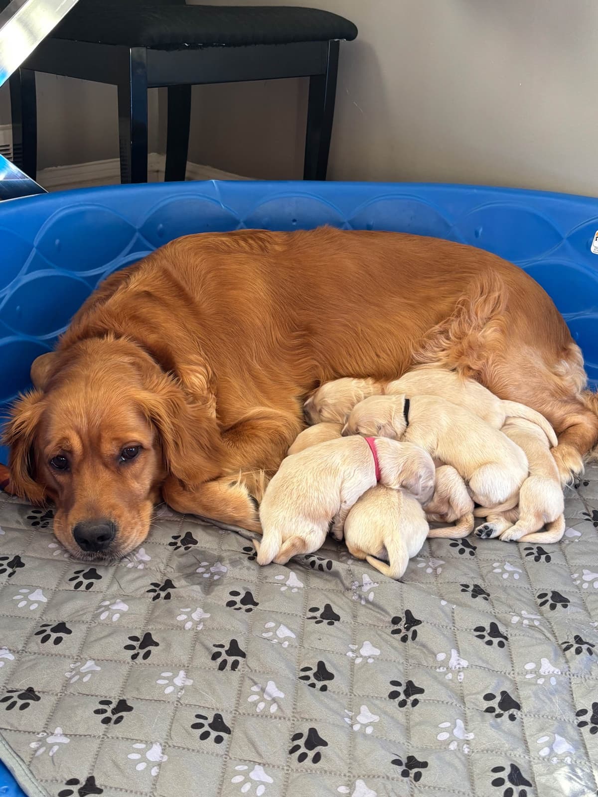 610-453-0891  Beautiful AKC  Golden Retrievers $1700 breeder image 6