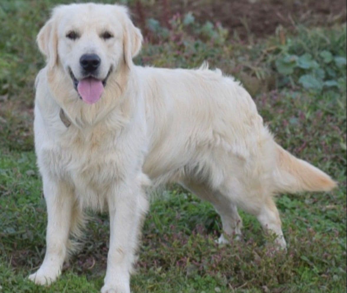 610-453-0891  Beautiful AKC  Golden Retrievers $1700 breeder image 7