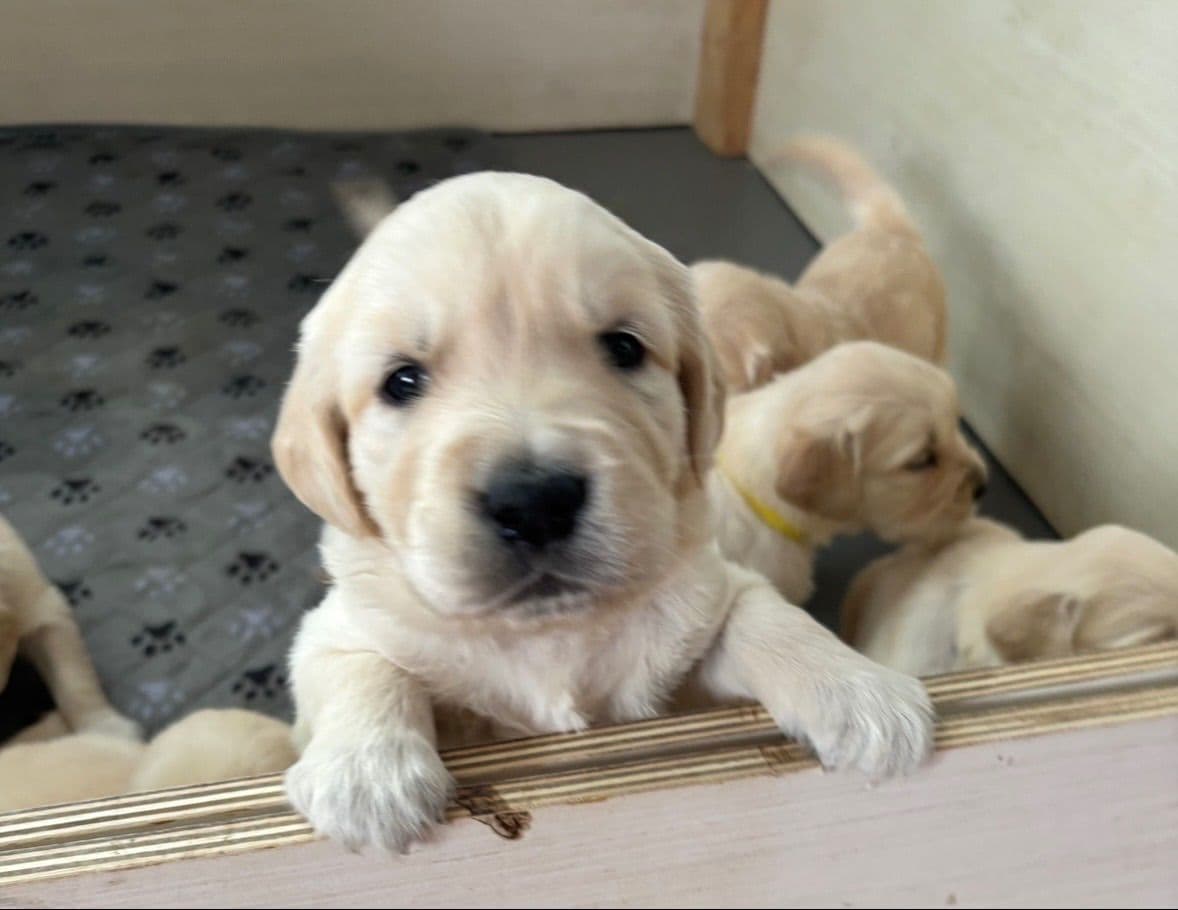 610-453-0891  Beautiful AKC  Golden Retrievers $1700 breeder image 5
