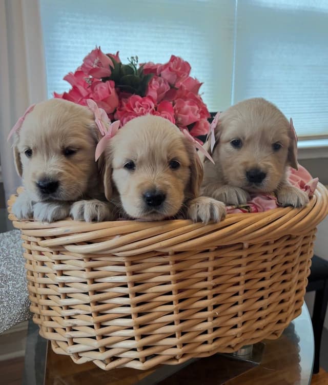 610-453-0891  Beautiful AKC  Golden Retrievers $1700 media 21