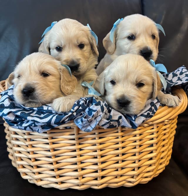 610-453-0891  Beautiful AKC  Golden Retrievers $1700 media 16