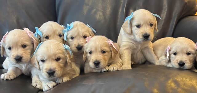 610-453-0891  Beautiful AKC  Golden Retrievers $1700 media 18