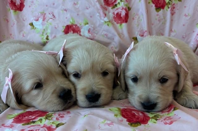 610-453-0891  Beautiful AKC  Golden Retrievers $1700 media 19