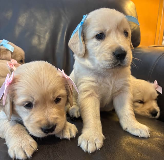 610-453-0891  Beautiful AKC  Golden Retrievers $1700 media 22