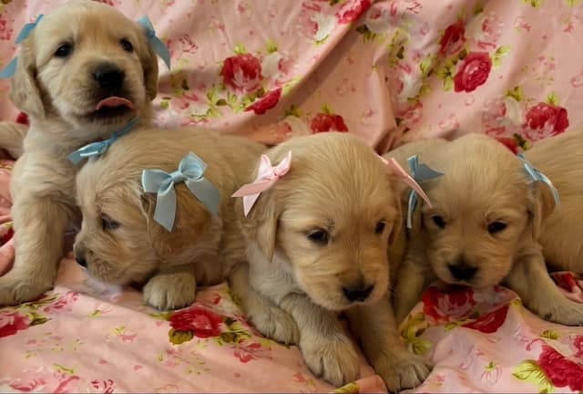 610-453-0891  Beautiful AKC  Golden Retrievers $1700 media 23