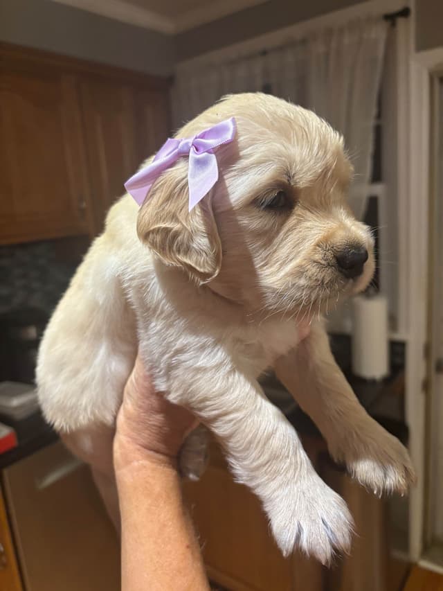610-453-0891  Beautiful AKC  Golden Retrievers $1700 media 24