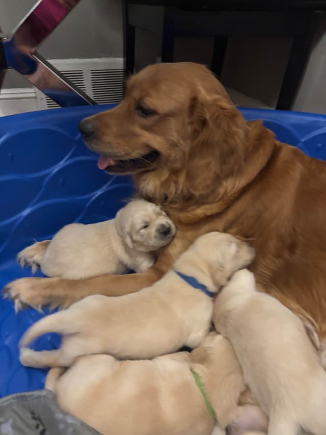 610-453-0891  Beautiful AKC  Golden Retrievers $1700 media 11