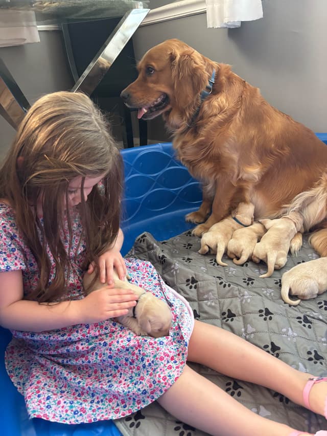 610-453-0891  Beautiful AKC  Golden Retrievers $1700 media 5