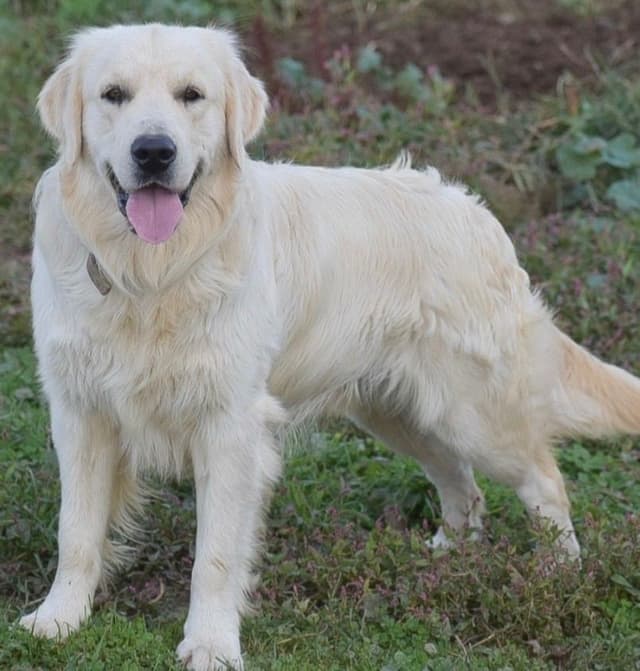 610-453-0891  Beautiful AKC  Golden Retrievers $1700 media 26