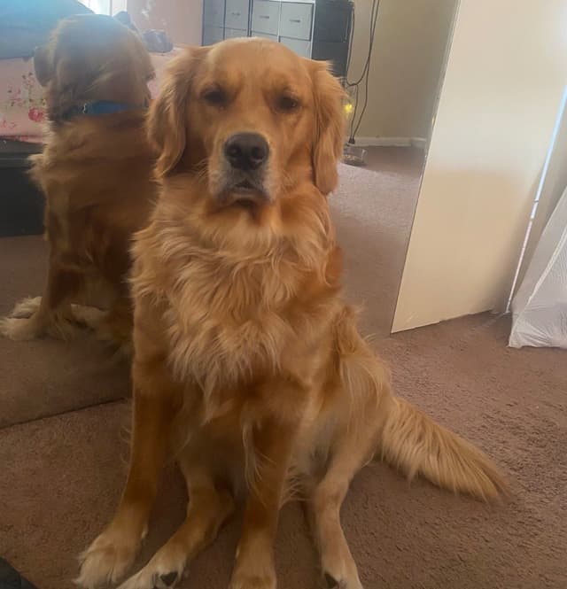 610-453-0891  Beautiful AKC  Golden Retrievers $1700 media 25