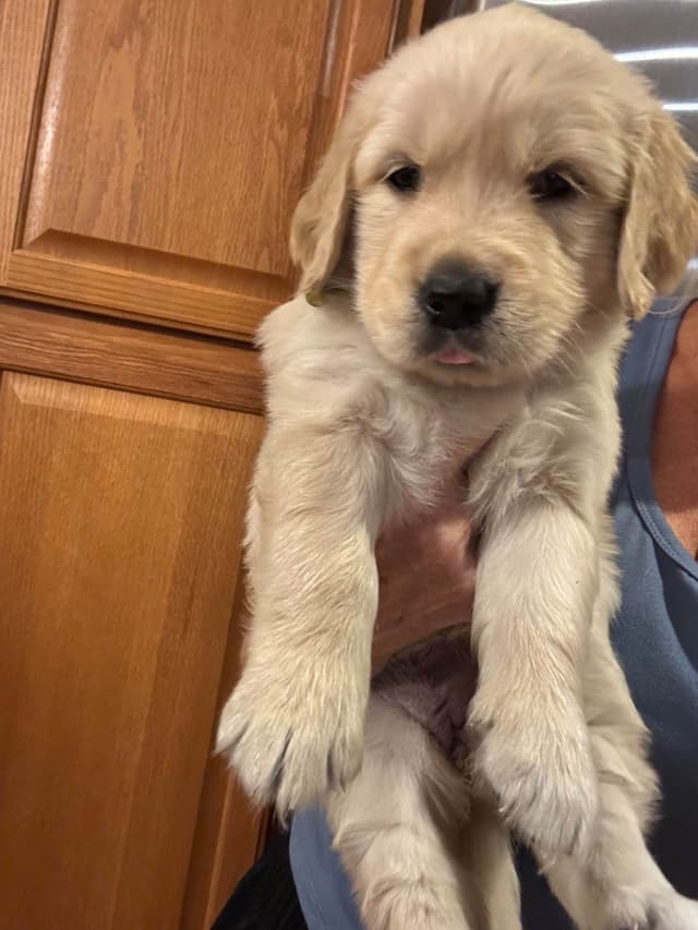 610-453-0891  Beautiful AKC  Golden Retrievers $1700 media 20