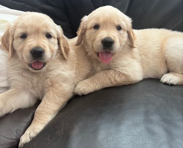 610-453-0891  Beautiful AKC  Golden Retrievers $1700 media 10