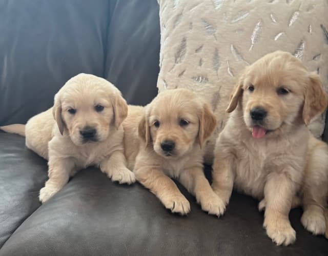 610-453-0891  Beautiful AKC  Golden Retrievers $1700 media 12