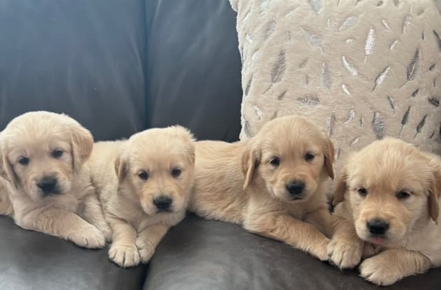 610-453-0891  Beautiful AKC  Golden Retrievers $1700 media 15