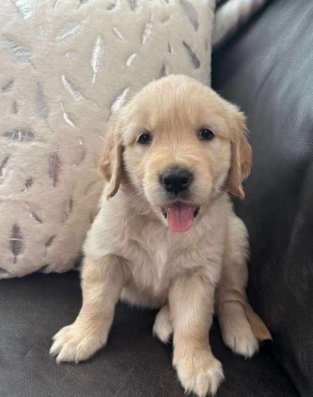 610-453-0891  Beautiful AKC  Golden Retrievers $1700 media 14