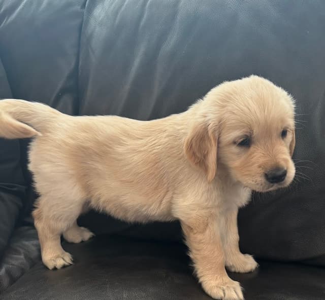 610-453-0891  Beautiful AKC  Golden Retrievers $1700 media 13