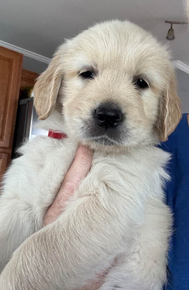 610-453-0891  Beautiful AKC  Golden Retrievers $1700 media 6