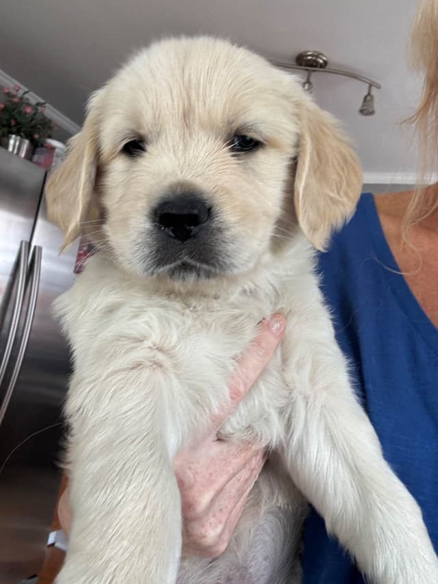 610-453-0891  Beautiful AKC  Golden Retrievers $1700 media 8