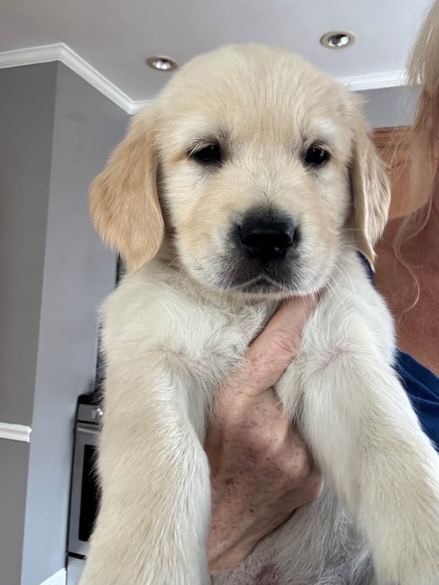 610-453-0891  Beautiful AKC  Golden Retrievers $1700 media 7