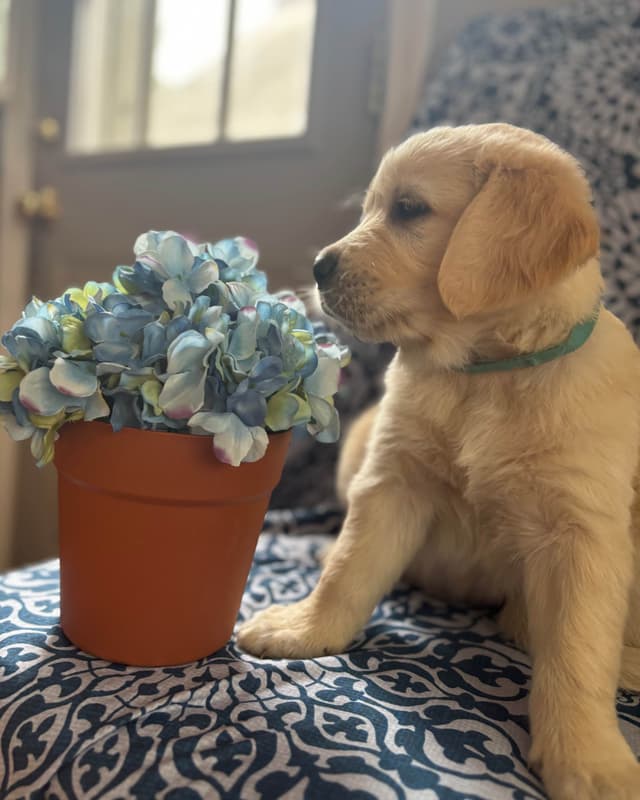 610-453-0891  Beautiful AKC  Golden Retrievers $1700 media 4