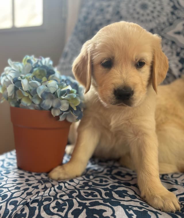 610-453-0891  Beautiful AKC  Golden Retrievers $1700 media 3