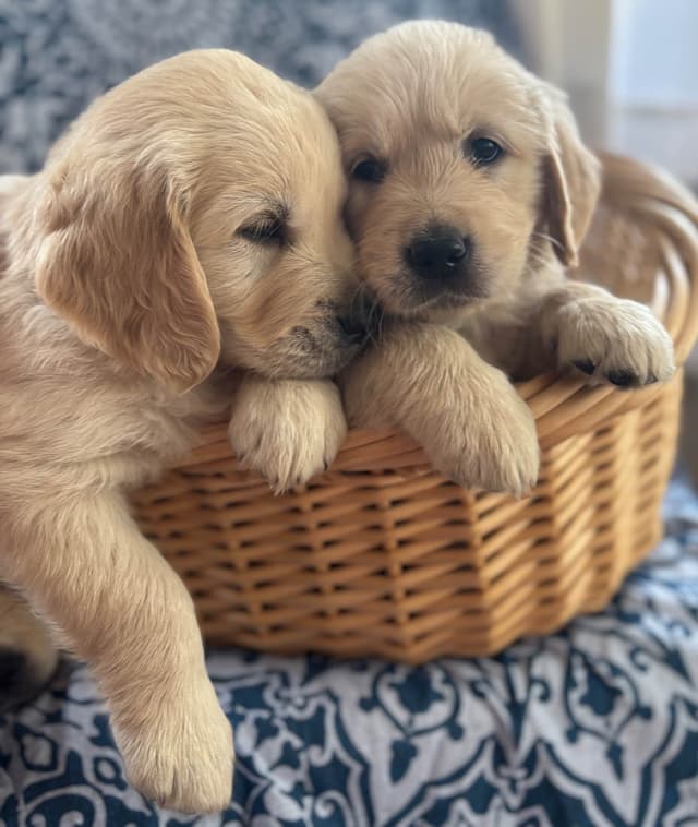 610-453-0891  Beautiful AKC  Golden Retrievers $1700 media 17