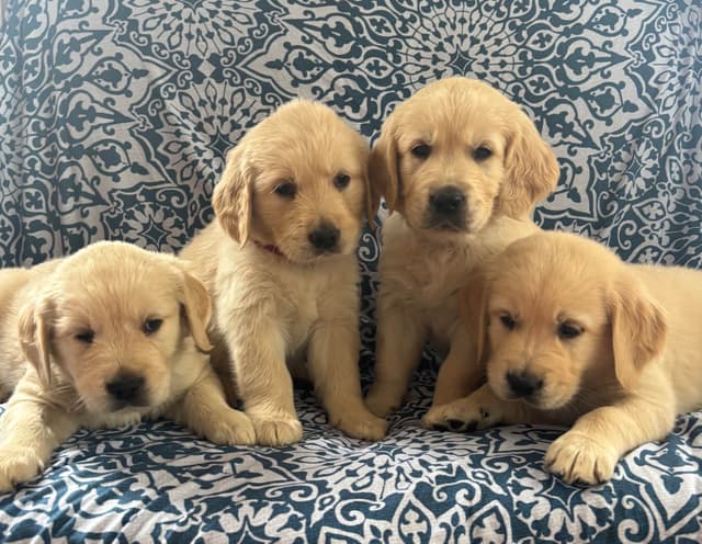 610-453-0891  Beautiful AKC  Golden Retrievers $1700 media 2