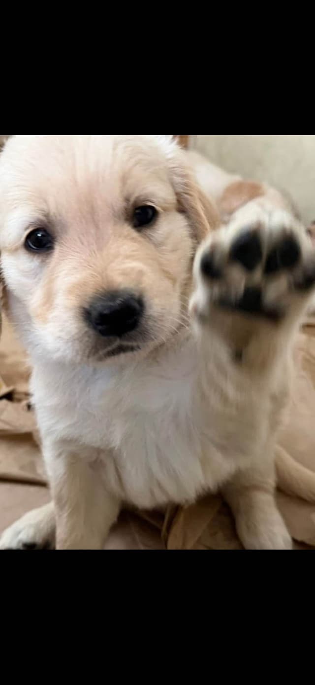 610-453-0891  Beautiful AKC  Golden Retrievers $1700 media 27