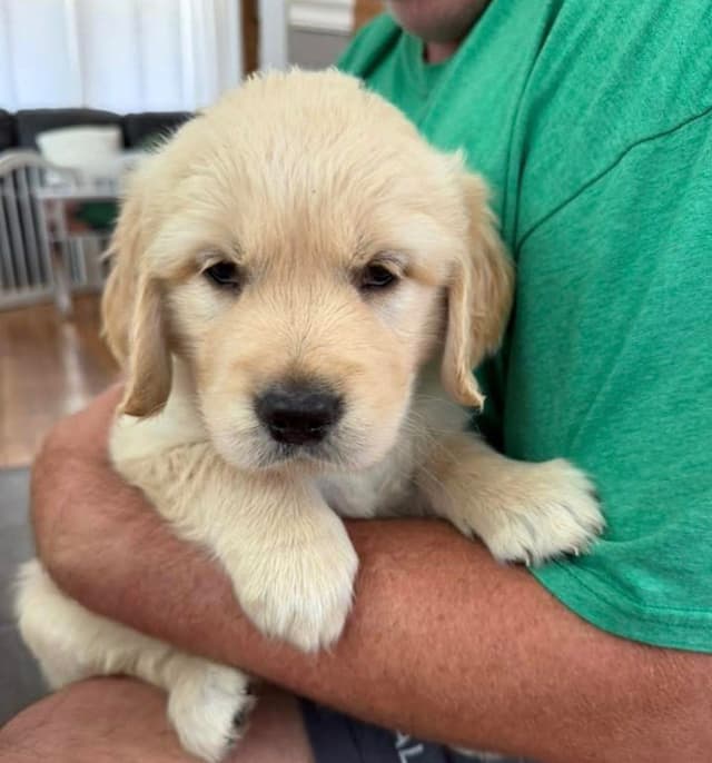 610-453-0891  Beautiful AKC  Golden Retrievers $1700 media 28