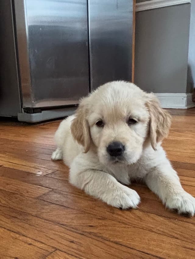 610-453-0891  Beautiful AKC  Golden Retrievers $1700 media 29
