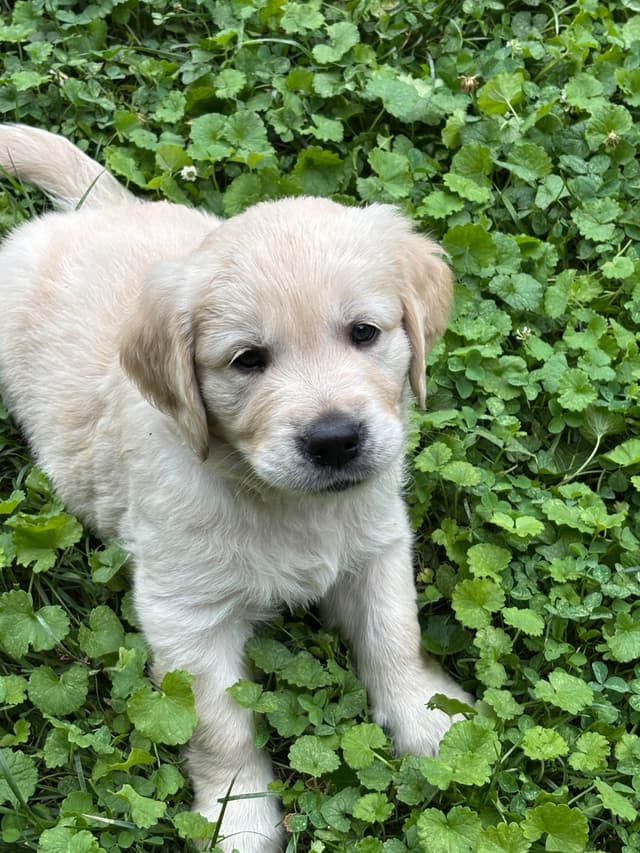 610-453-0891  Beautiful AKC  Golden Retrievers $1700 media 30