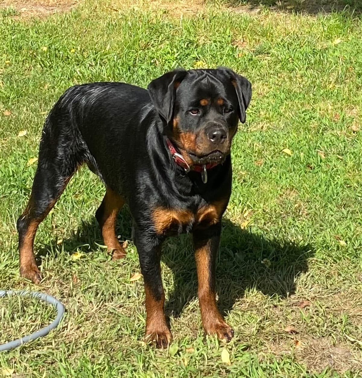 Rottweiler Von HollowHaus breeder image 3