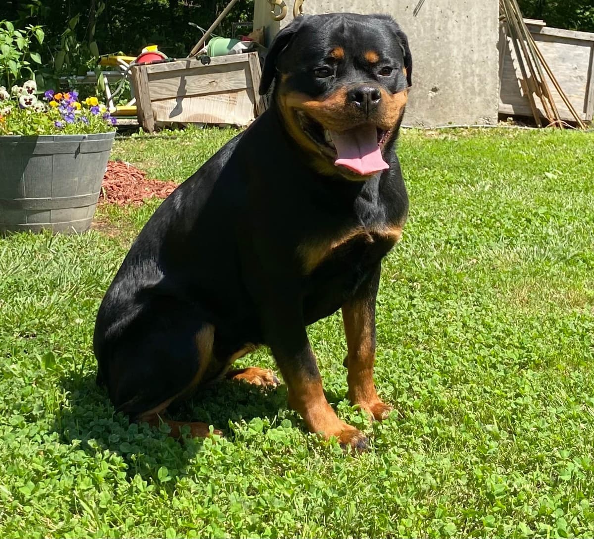 Rottweiler Von HollowHaus breeder image 4