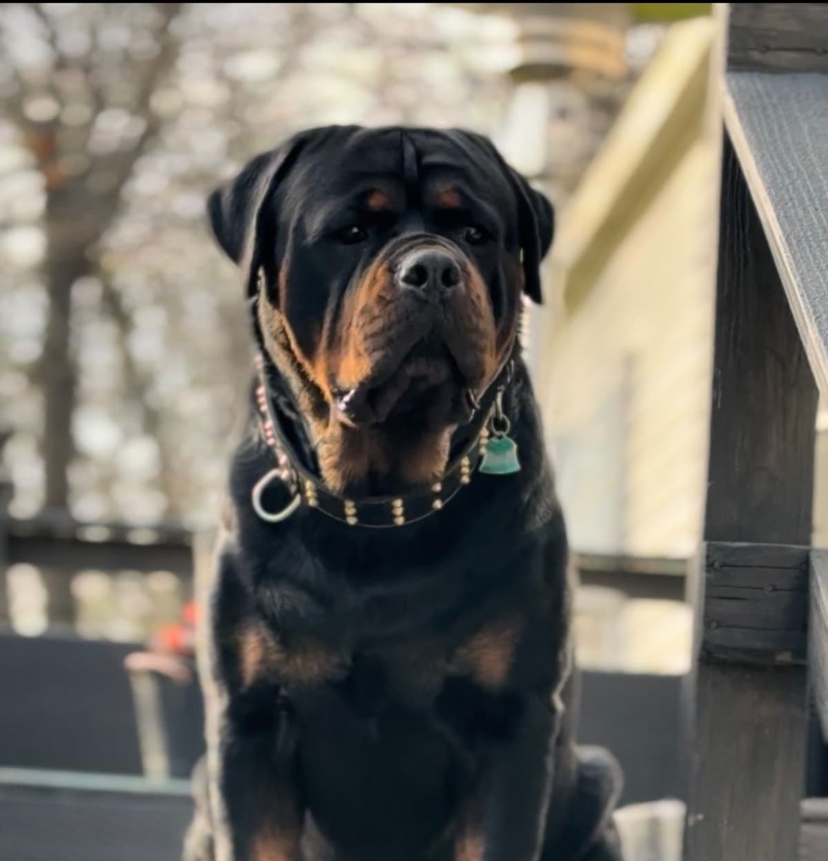 Rottweiler Von HollowHaus breeder image 1