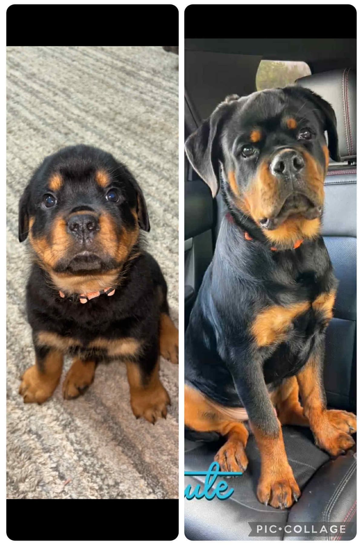 Rottweiler Von HollowHaus breeder image 7