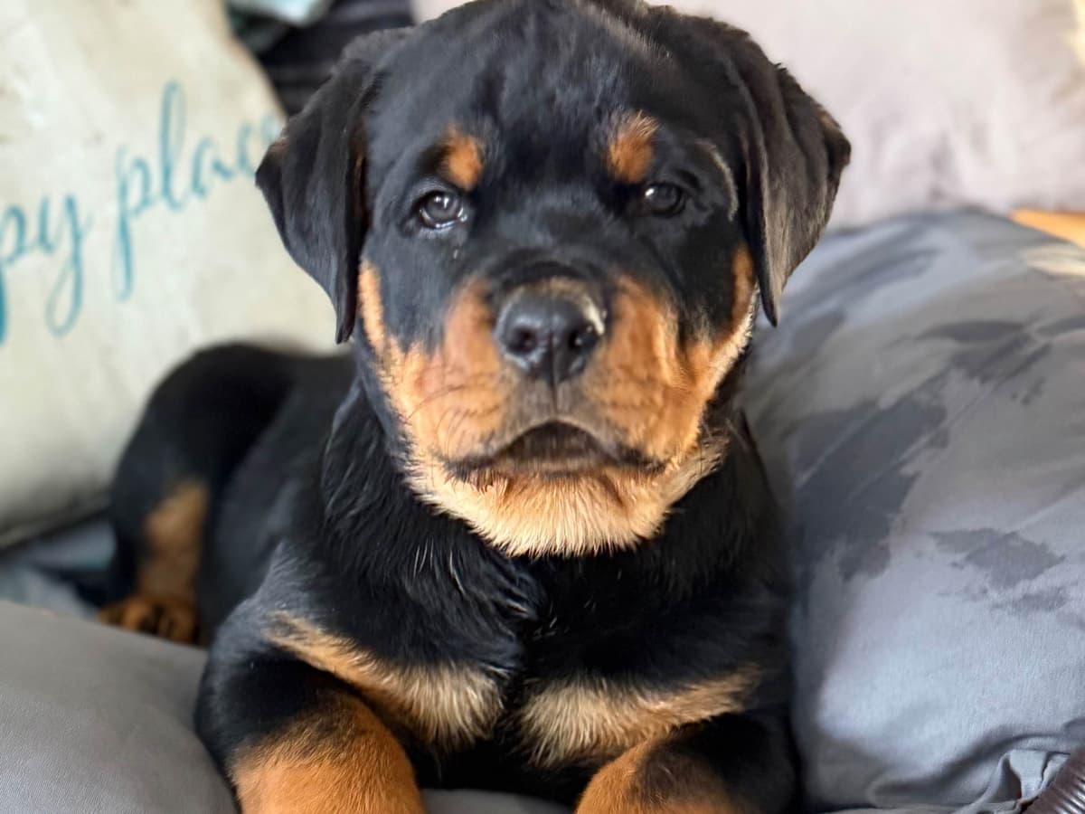 Rottweiler Von HollowHaus breeder image 8
