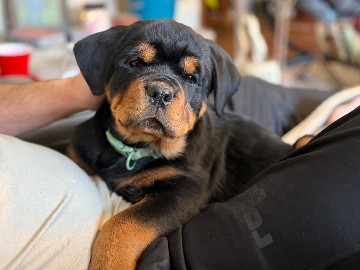 Rottweiler Von HollowHaus breeder image 9