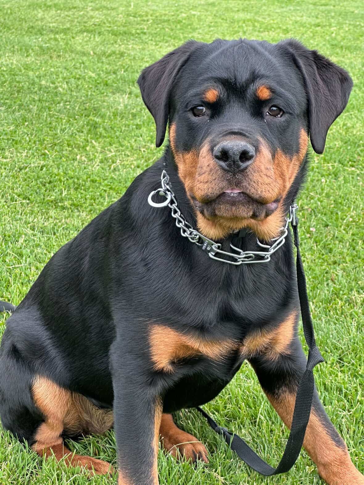 Rottweiler Von HollowHaus breeder image 11