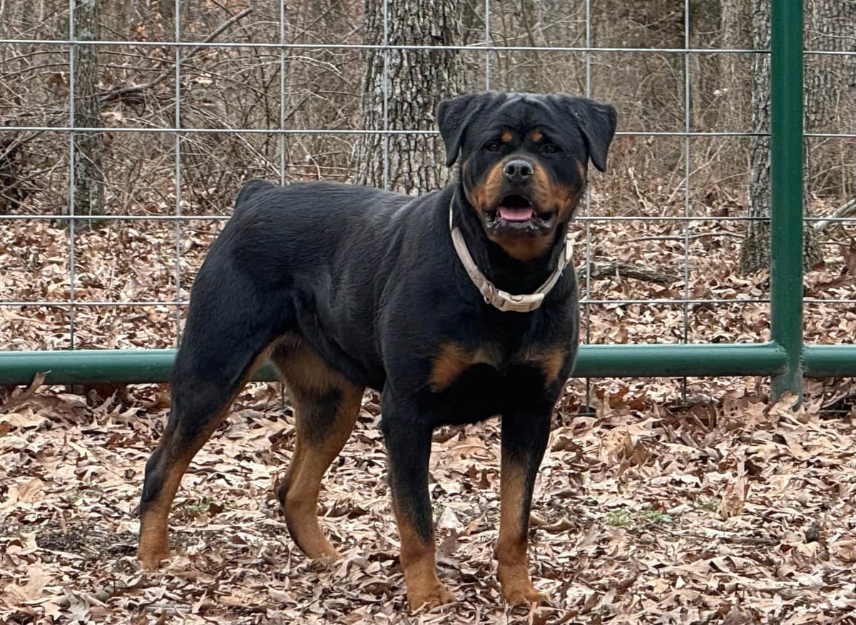 Rottweiler Von HollowHaus breeder image 6
