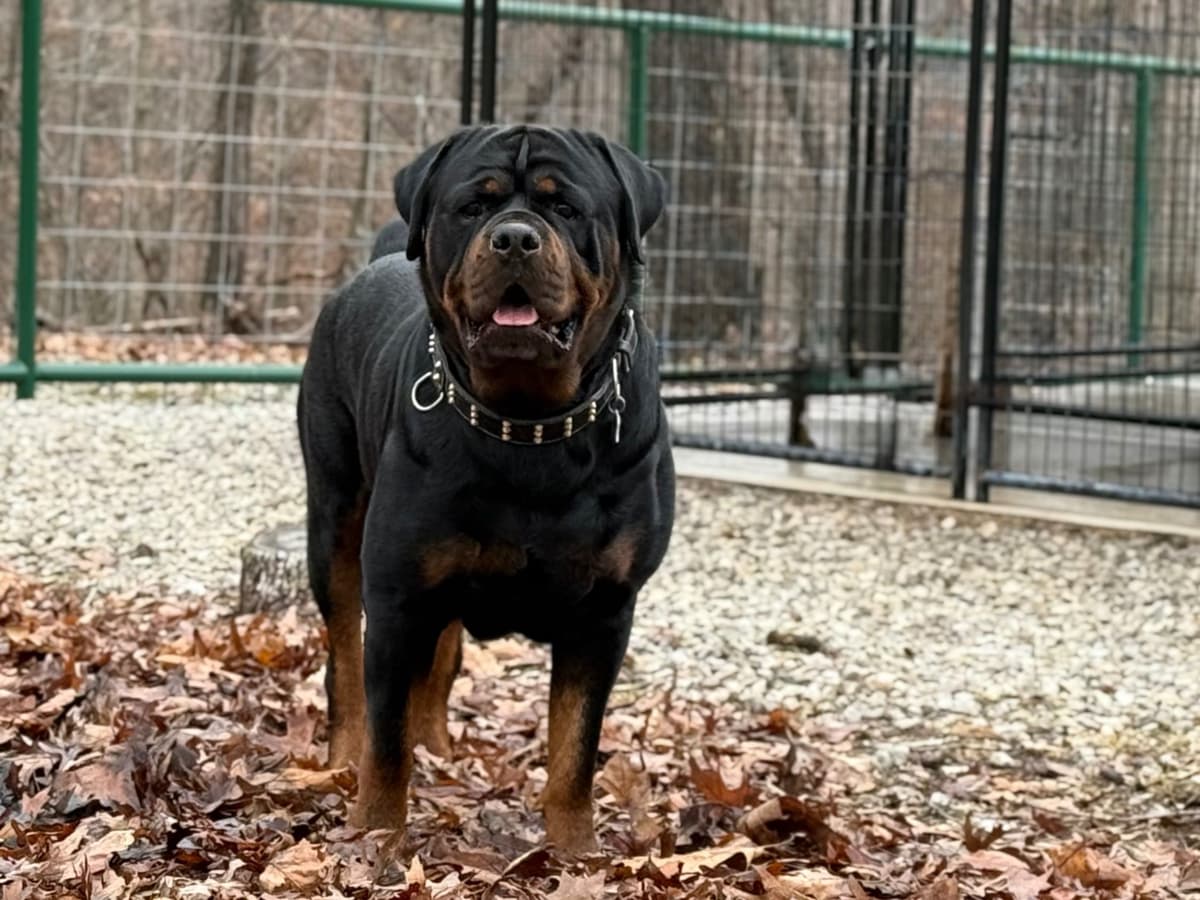 Rottweiler Von HollowHaus breeder image 2