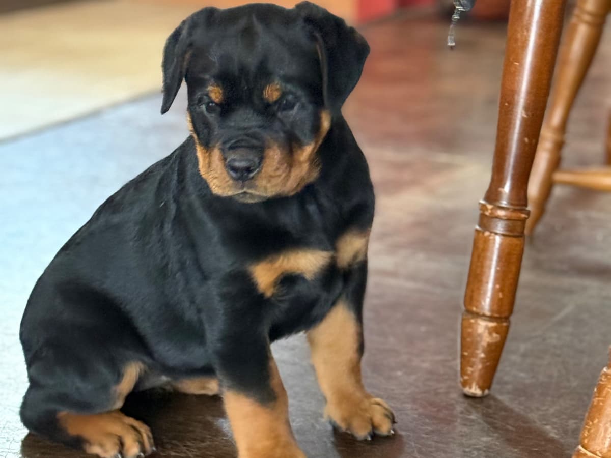 Rottweiler Von HollowHaus breeder image 15
