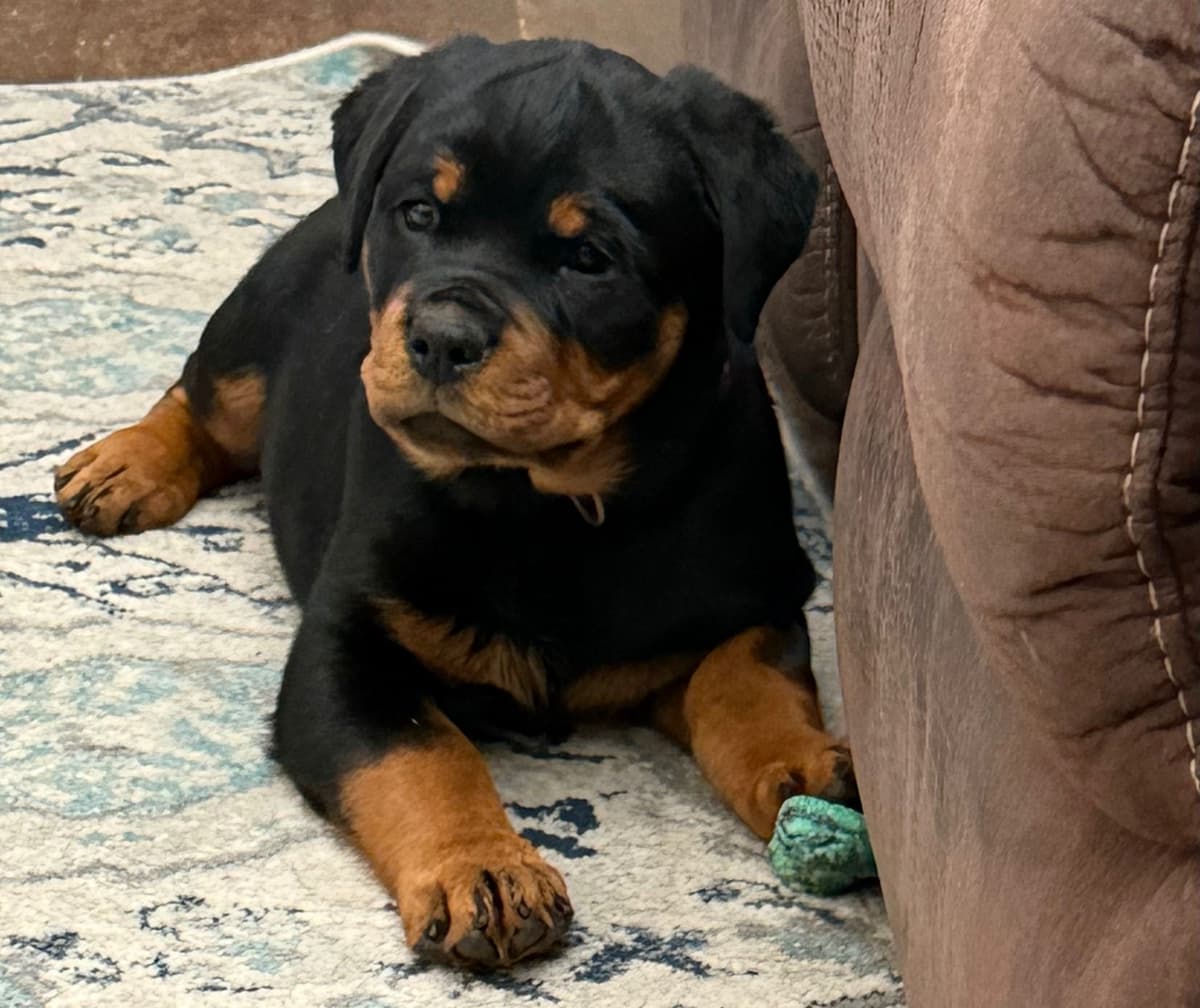 Rottweiler Von HollowHaus breeder image 16