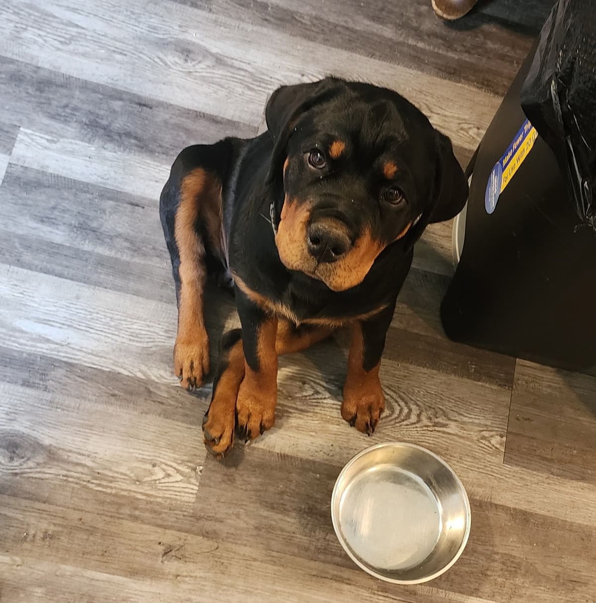 Rottweiler Von HollowHaus breeder image 17