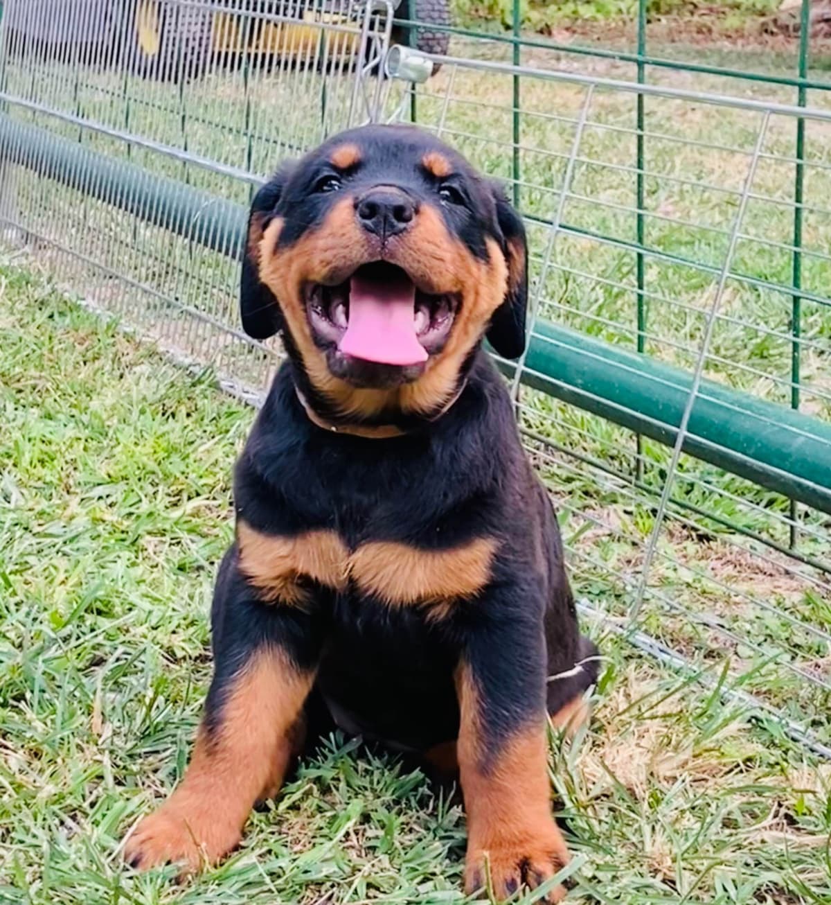Rottweiler Von HollowHaus breeder image 18