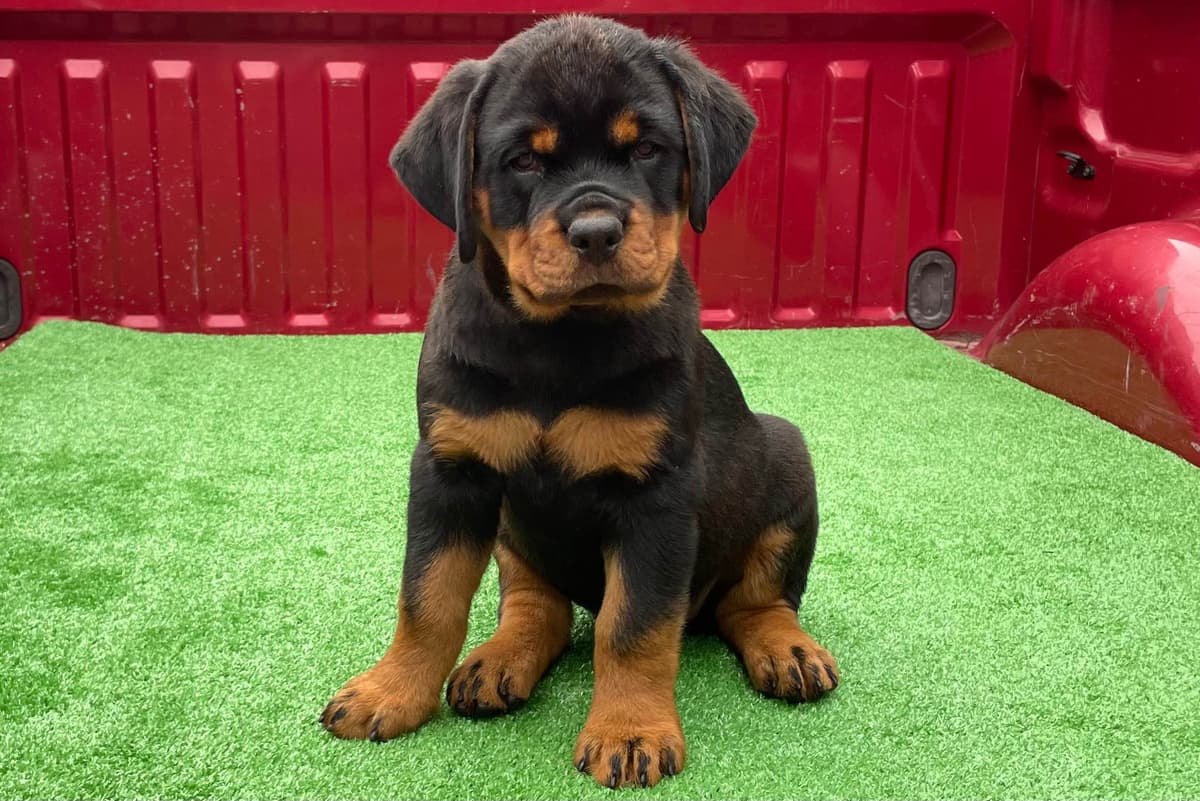 Rottweiler Von HollowHaus breeder image 19