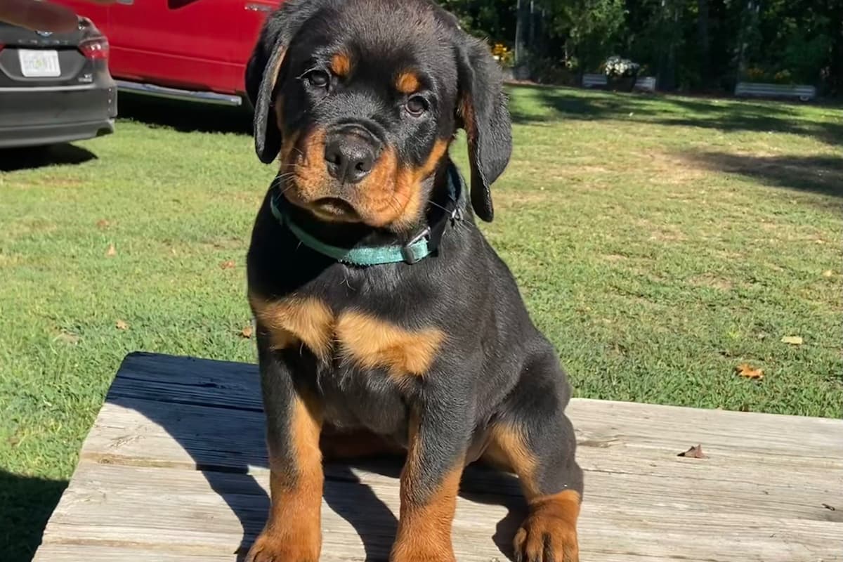 Rottweiler Von HollowHaus breeder image 20