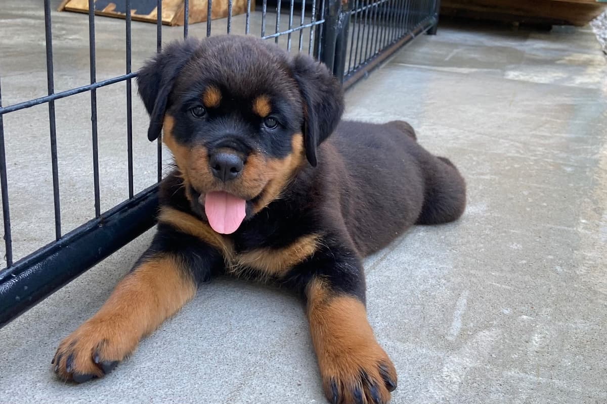 Rottweiler Von HollowHaus breeder image 21